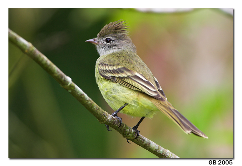 YELLOWBELLIED ELAENIA